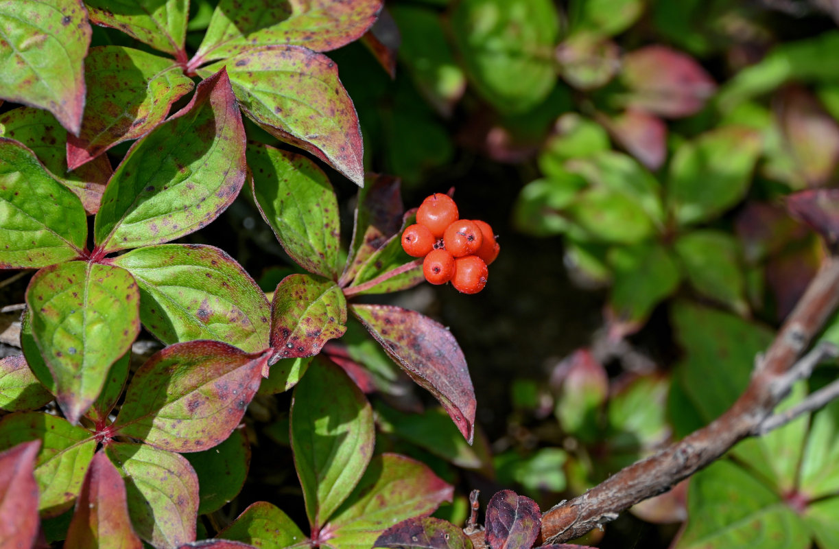 Изображение особи Chamaepericlymenum canadense.