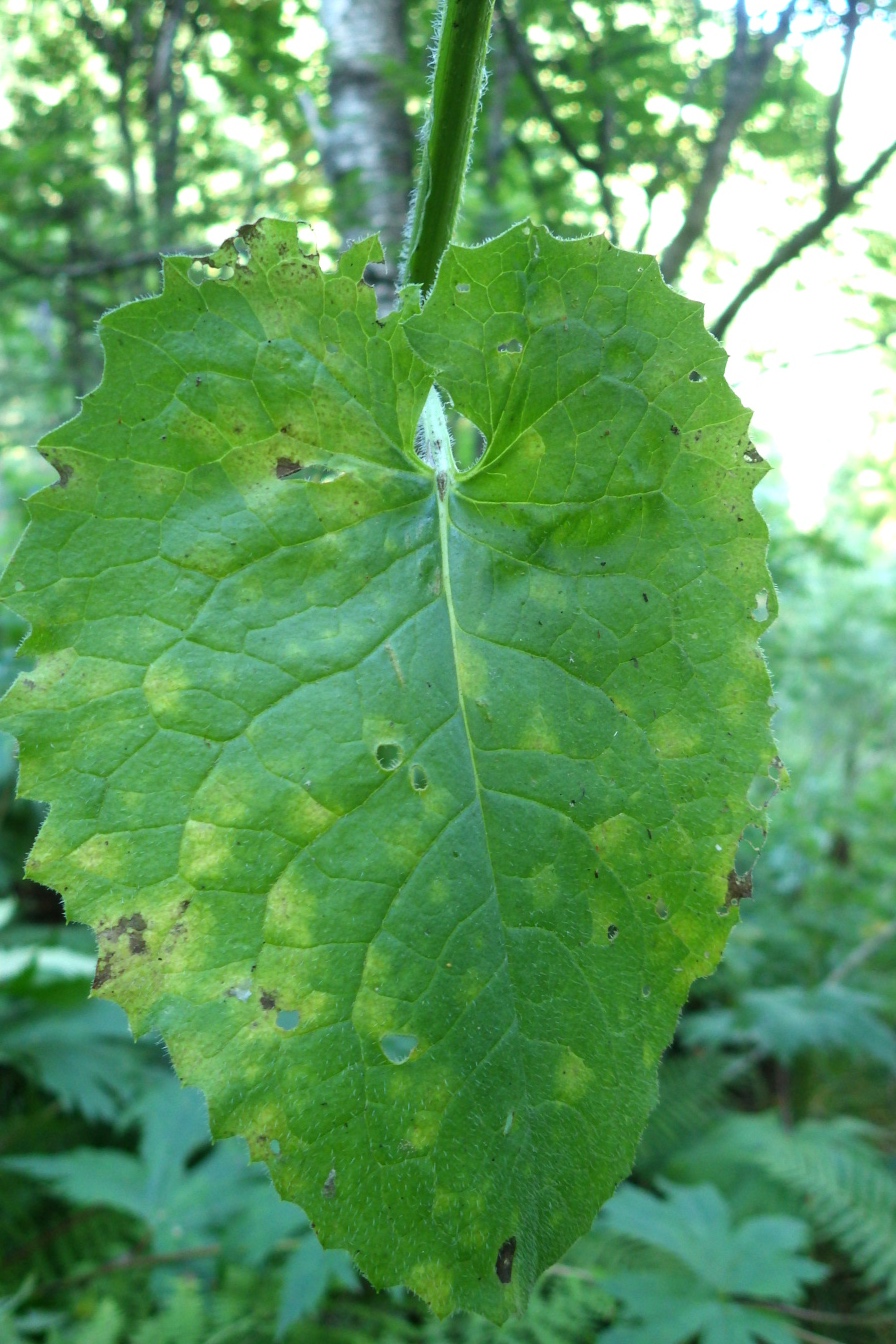 Изображение особи Saussurea latifolia.