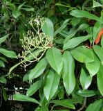 Photinia serratifolia