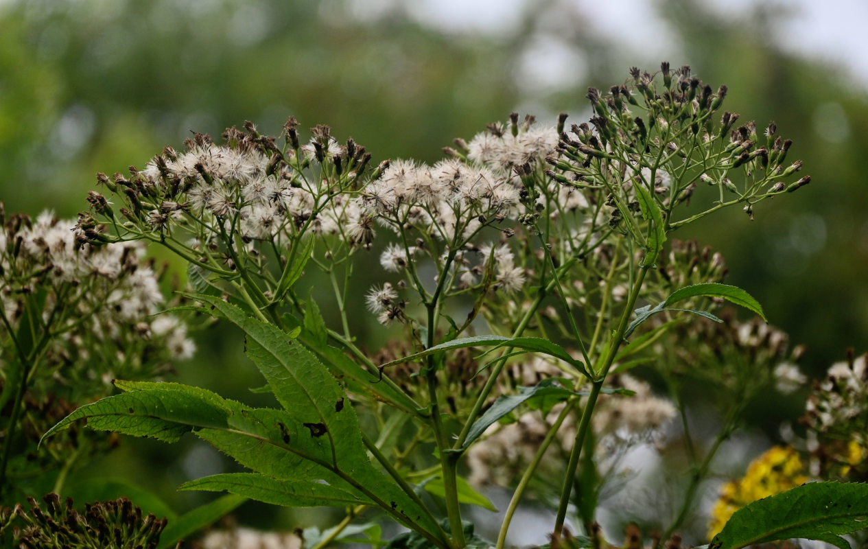 Image of Senecio cannabifolius specimen.