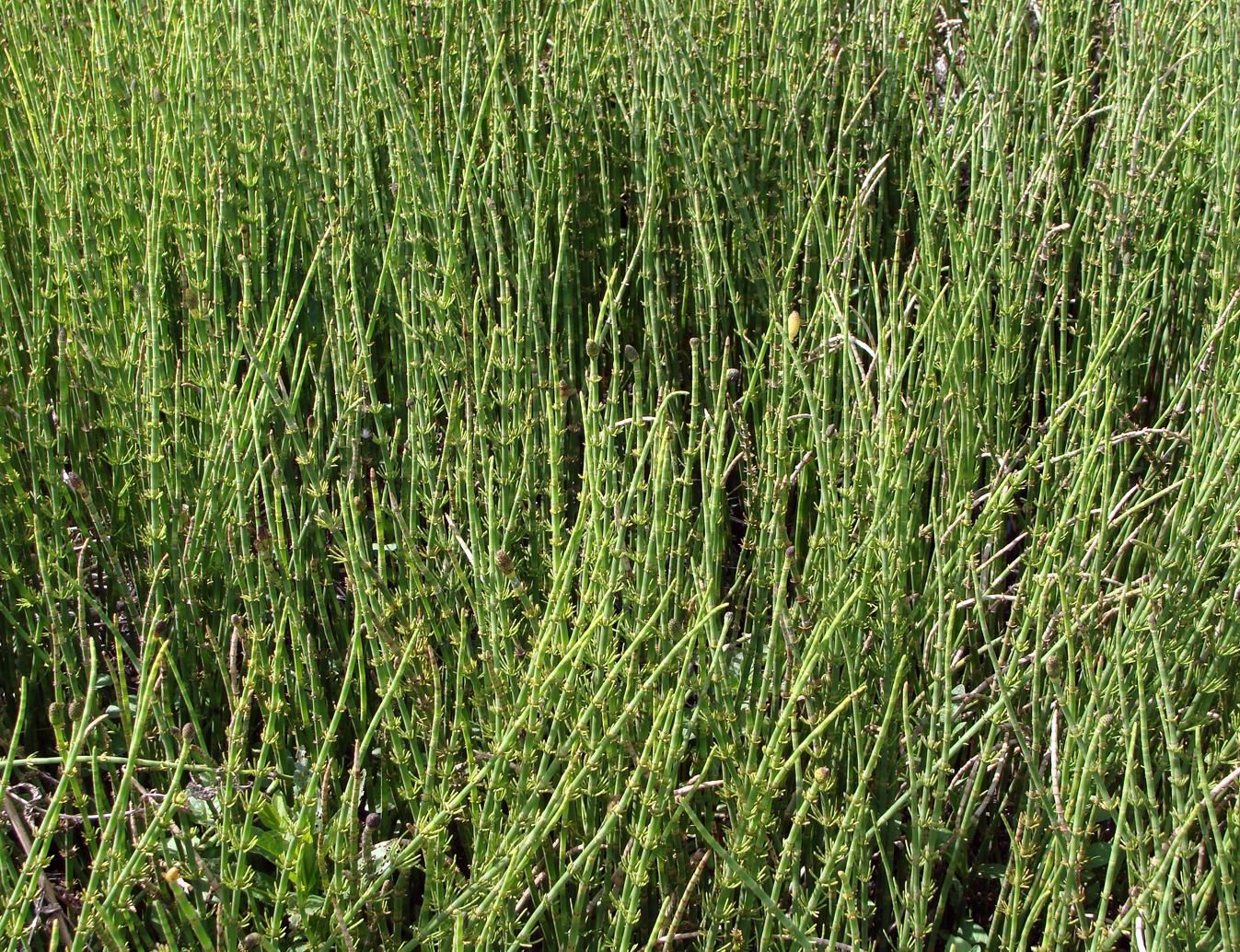 Image of Equisetum fluviatile specimen.