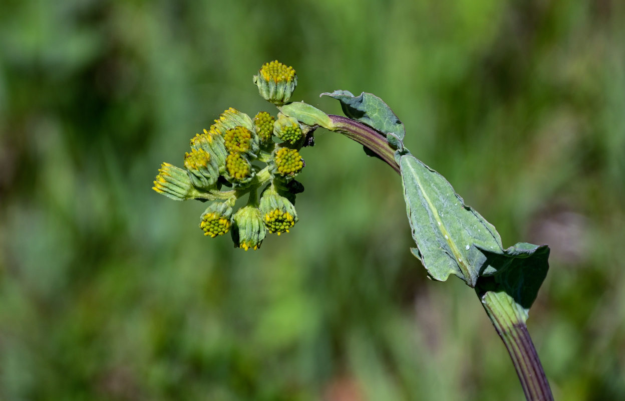 Image of Ligularia glauca specimen.