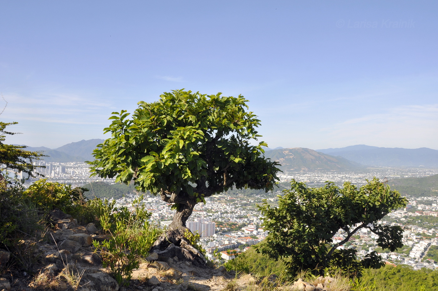 Image of genus Artocarpus specimen.