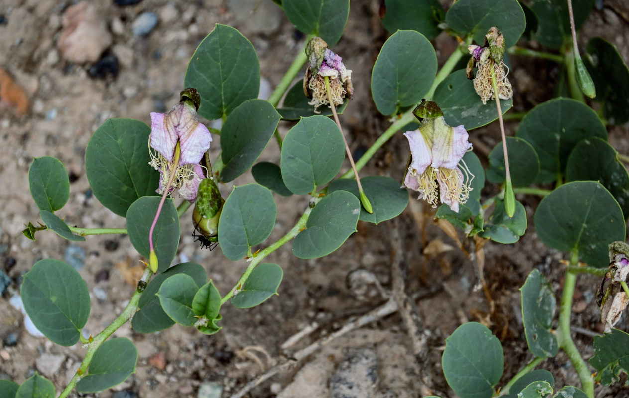 Изображение особи Capparis herbacea.