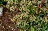 Trinia glauca. Часть соцветия. Крым, Чатырдаг, нижнее плато, луговой склон. 05.06.2016.