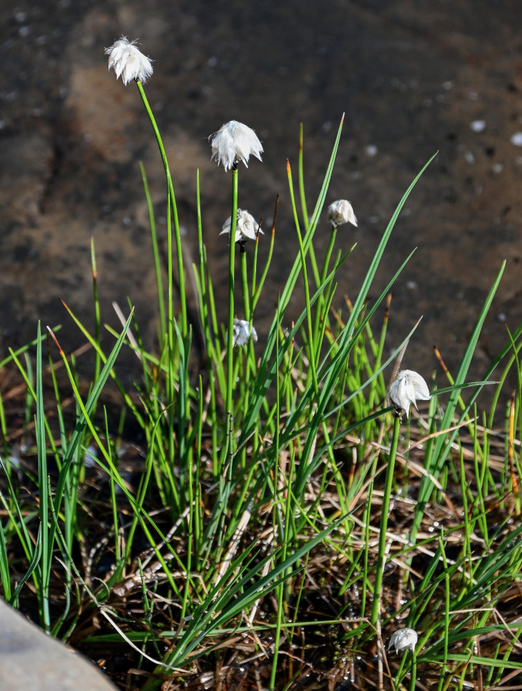 Изображение особи род Eriophorum.