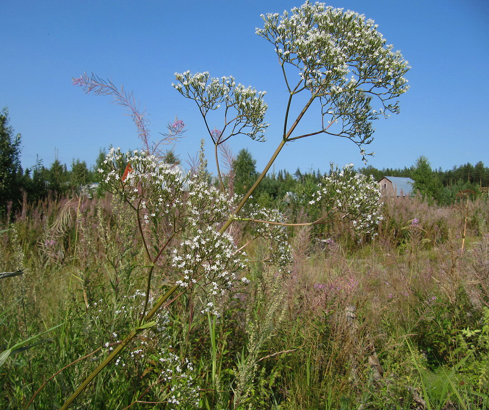 Изображение особи Valeriana officinalis.