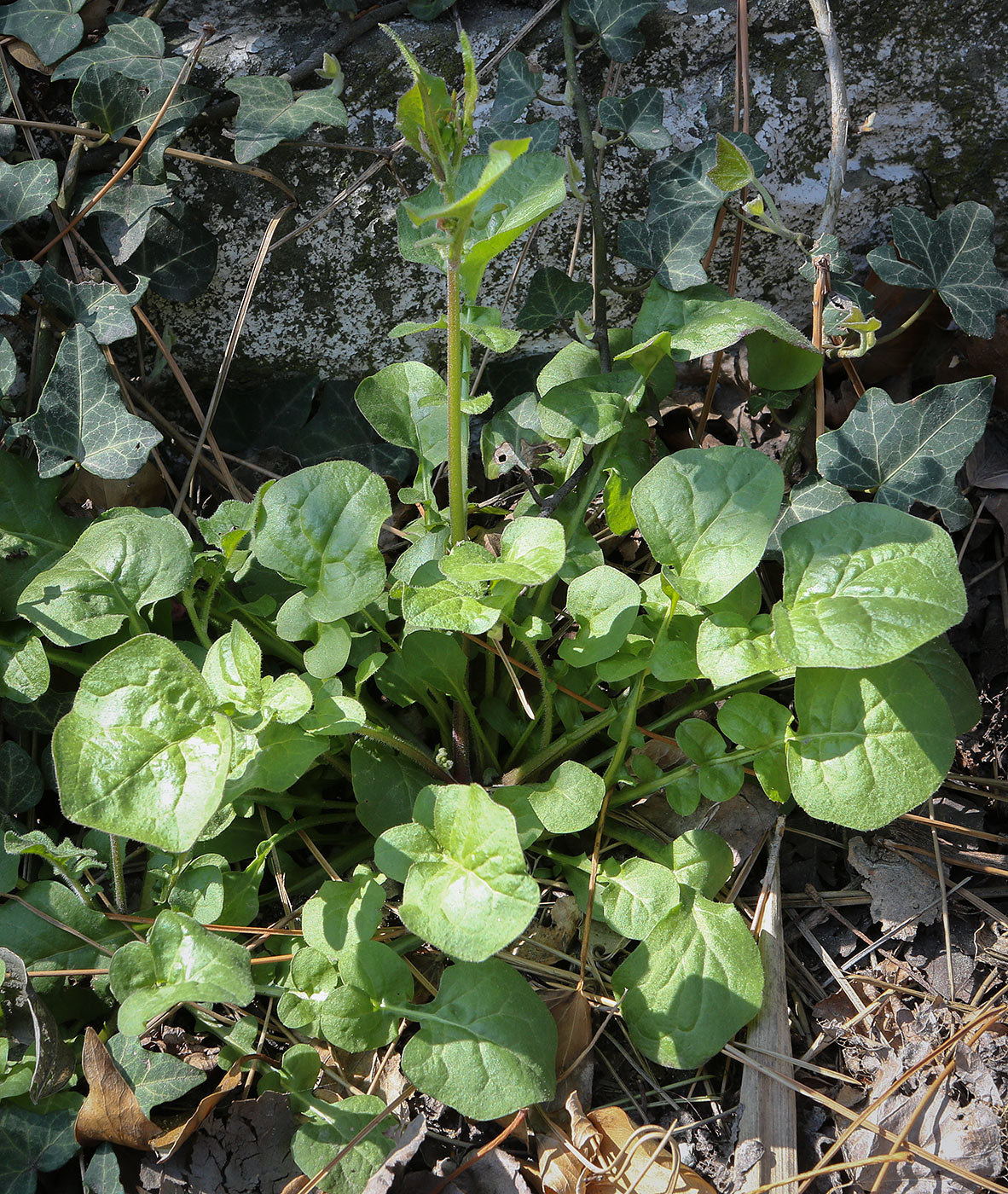 Изображение особи Rhagadiolus edulis.