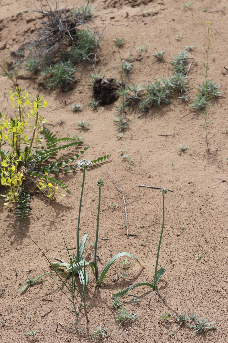 Image of Allium subscabrum specimen.