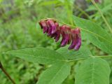 Vicia ramuliflora. Соцветие и верхушка листа. Хабаровский край, окр. г. Комсомольск-на-Амуре, широколиственный лес. 09.06.2024.