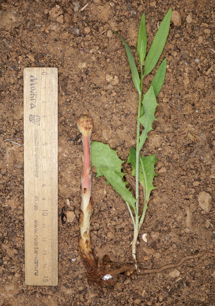 Image of Orobanche minor specimen.