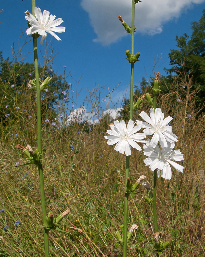 Image of Cichorium intybus specimen.