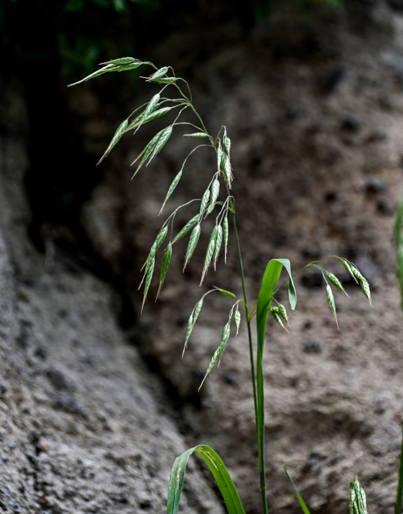 Изображение особи Bromus arvensis.