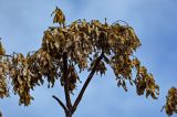 Ailanthus altissima. Верхушка ветви с засохшими прошлогодними соплодиями. Армения, г. Ереван, в культуре. 09.03.2024.