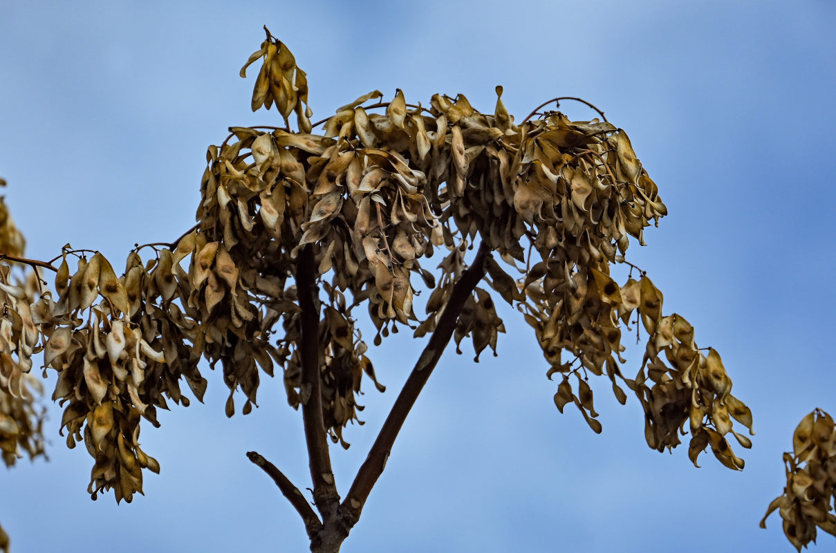 Image of Ailanthus altissima specimen.