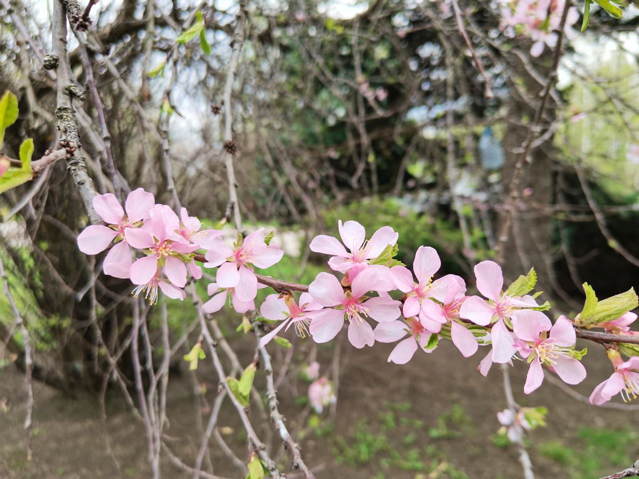 Image of familia Rosaceae specimen.