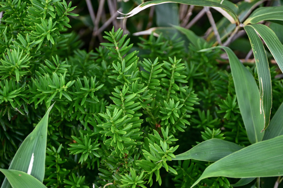 Image of Taxus cuspidata specimen.