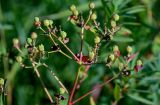 Euphorbia semivillosa. Соплодия. Оренбургская обл., Кувандыкский гор. округ, окр. дер. Первое Юмагузино, луг. 05.07.2023.