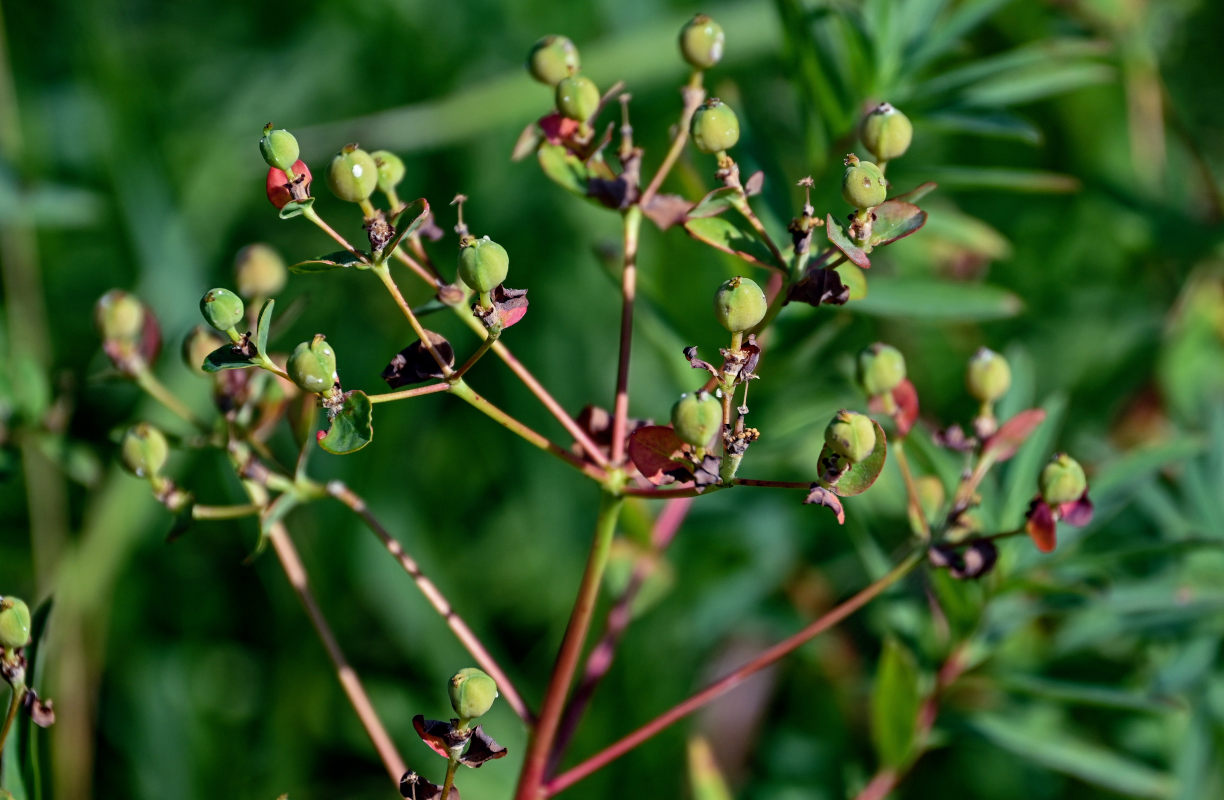 Image of Euphorbia semivillosa specimen.