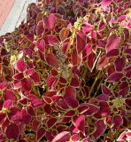 Coleus scutellarioides