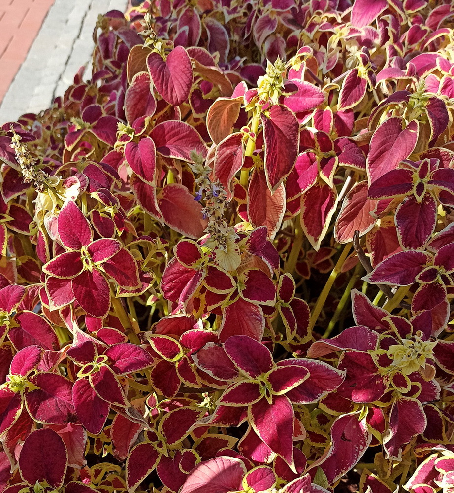 Image of Coleus scutellarioides specimen.