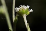 Adenocaulon adhaerescens. Верхушка побега с основанием соцветия (вид снизу). Приморский край, Уссурийский гор. округ, окр. с. Монакино, пойменный лес. 18.08.2024.