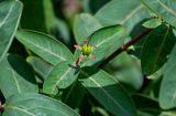 Hypericum monogynum. Верхушка побега с завязавшимся плодом. Китай, Гуанси-Чжуанский автономный р-н, окр. дер. Фэнлоу, каменистый склон. 02.06.2024.