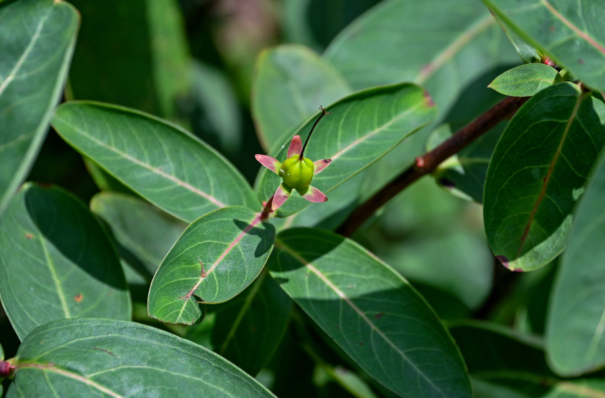 Изображение особи Hypericum monogynum.