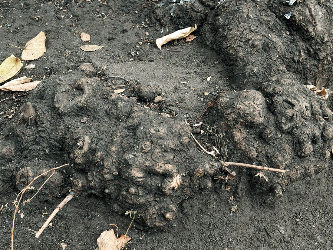 Image of Acer negundo specimen.