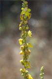 genus Verbascum. Часть соцветия. Турция, пров. Анталья, р-н Кумлуджа, окр. вдхр. Алакыр, каменистая обочина грунтовой дороги, маквис. 31.05.2024.