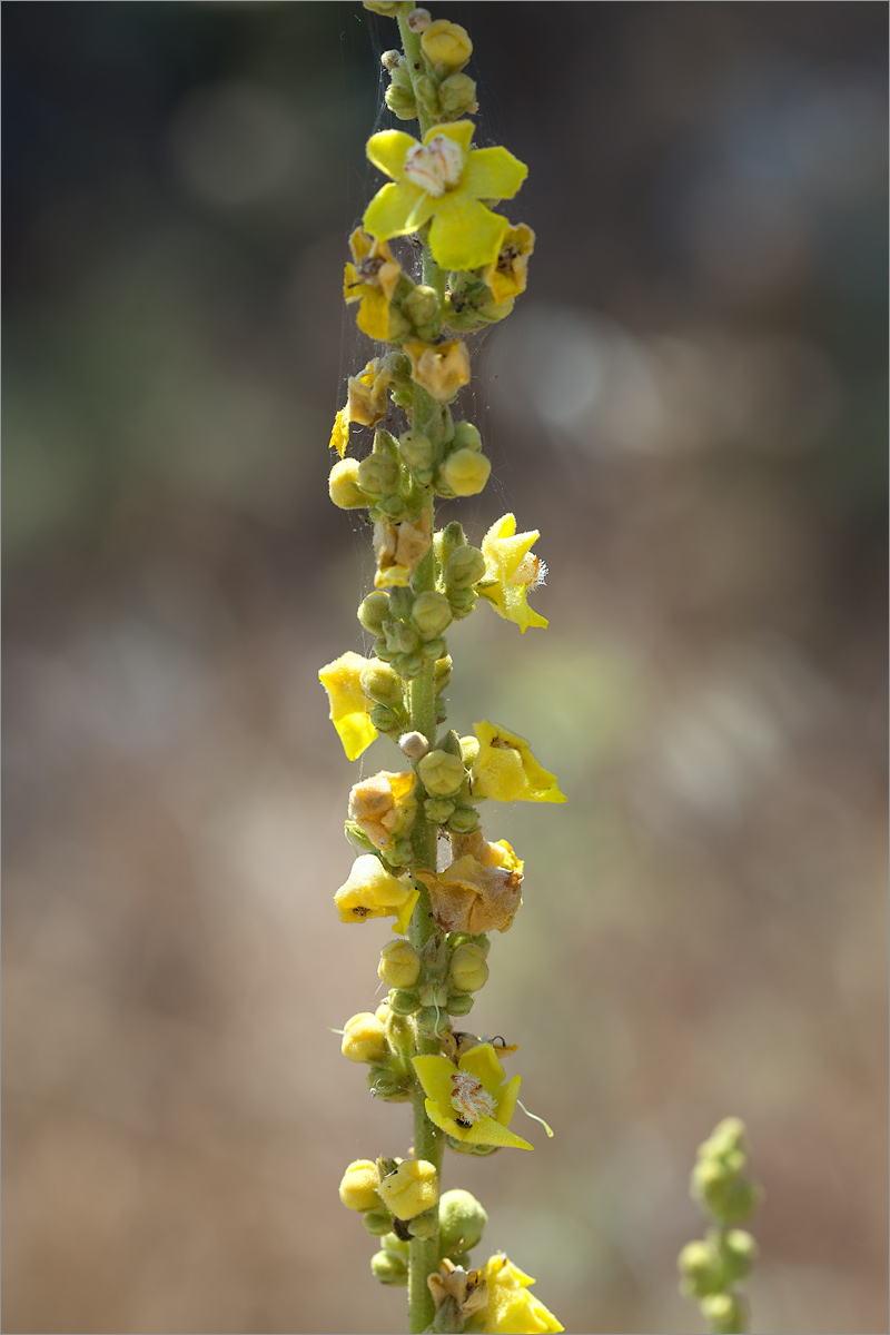 Image of genus Verbascum specimen.