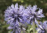 Echinops albotomentosus