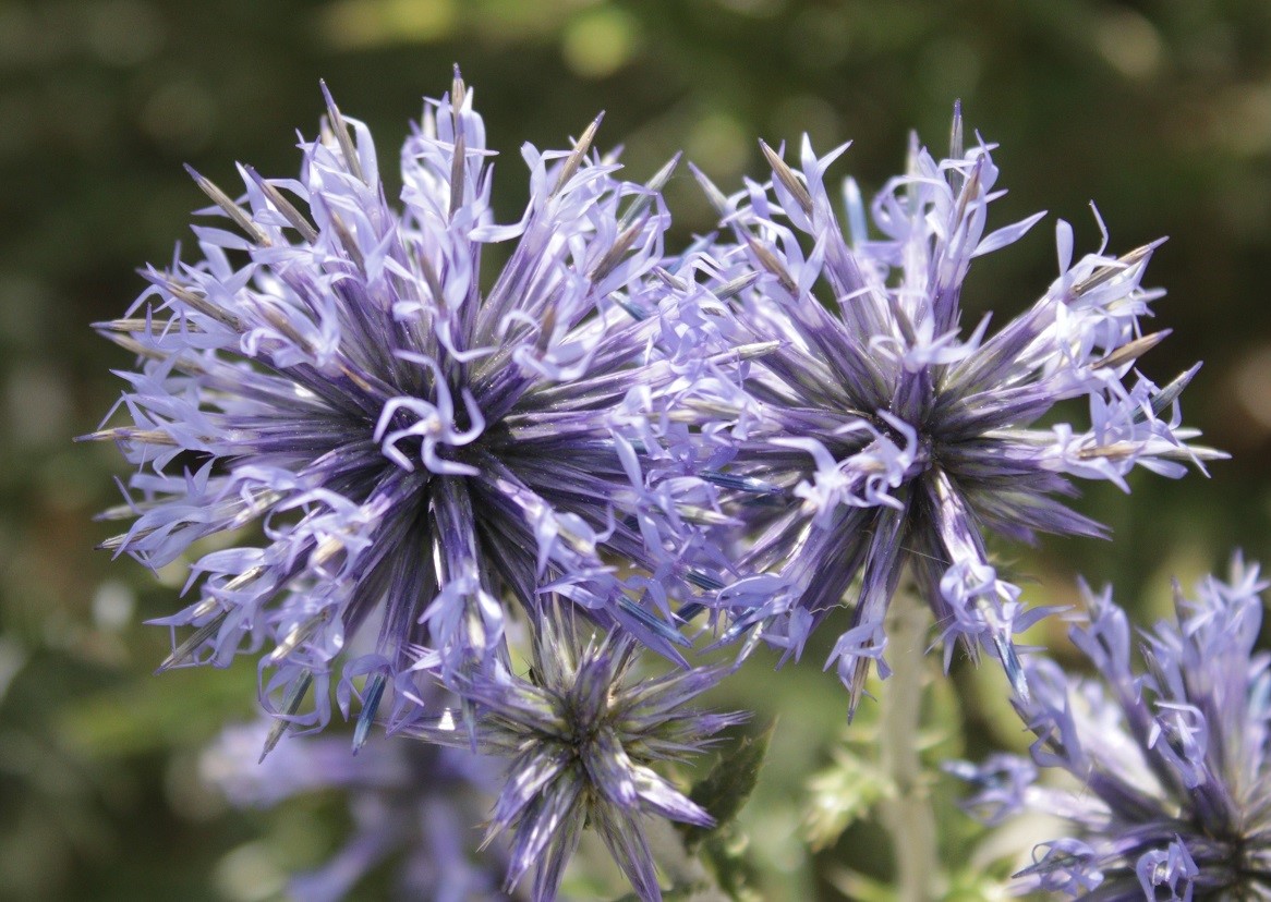 Изображение особи Echinops albotomentosus.