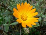 Calendula officinalis