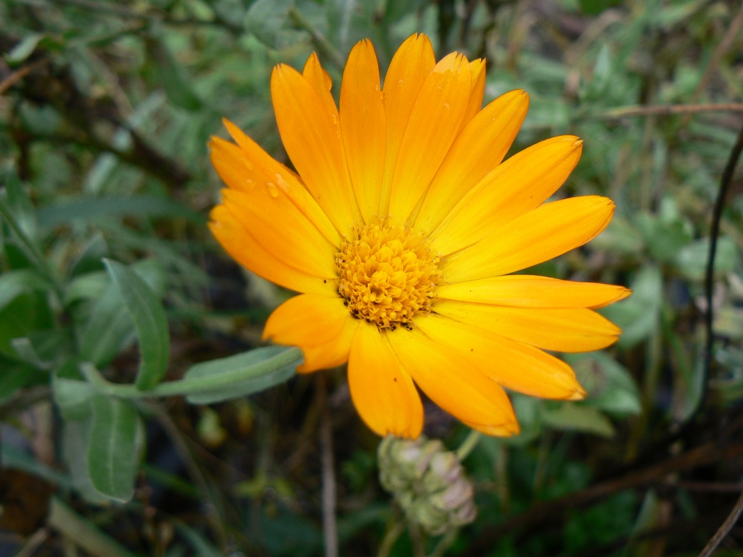 Изображение особи Calendula officinalis.