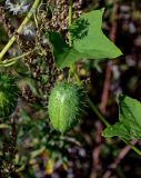 Echinocystis lobata. Часть побега с плодом. Московская обл., Дмитровский гор. округ, долина р. Волгуша, пойменный луг. 31.08.2024.