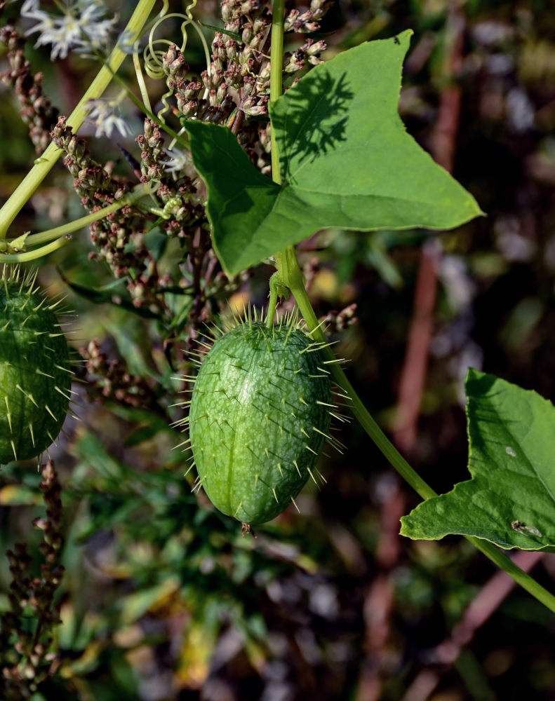 Изображение особи Echinocystis lobata.