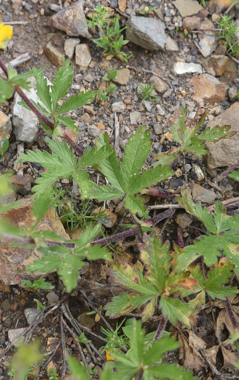 Image of Potentilla adscharica specimen.