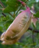 Смотреть изображение Colutea cilicica