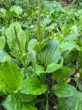 Plantago major