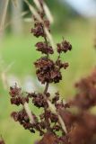 Rumex confertus. Часть соплодия со зрелыми плодами. Беларусь, Витебская обл., пос. Езерище у поворота на Студёнку, суходольный луг близ частной усадьбы. 17.07.2024.