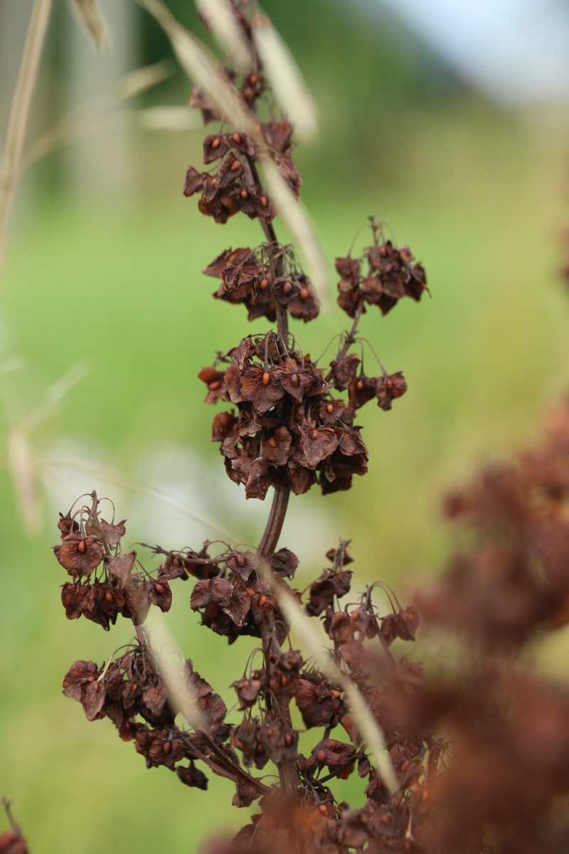 Изображение особи Rumex confertus.