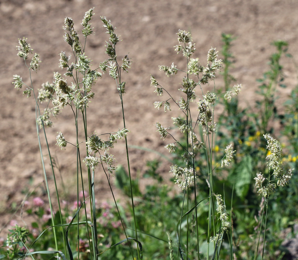 Image of Dactylis glomerata specimen.
