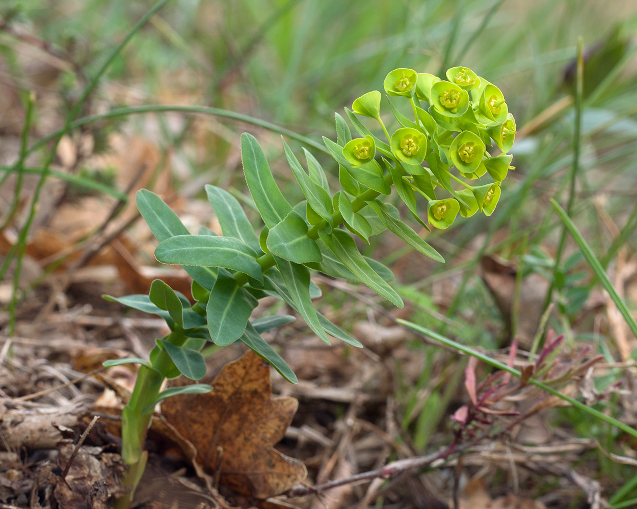 Изображение особи Euphorbia condylocarpa.