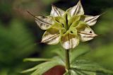 Eranthis stellata