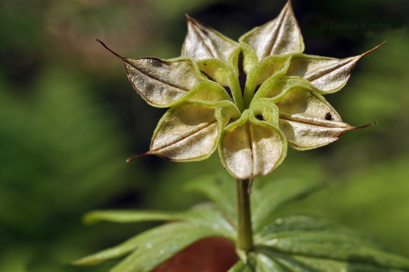 Image of Eranthis stellata specimen.