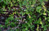 View full-size image Lonicera fragrantissima