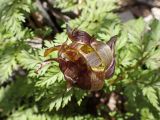 View full-size image Adonis amurensis