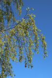 View full-size image Betula pendula
