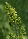 View full-size image Veratrum lobelianum